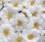 Seminte profesionale Portulaca grandiflora - Flori de piatra - imagine 48770
